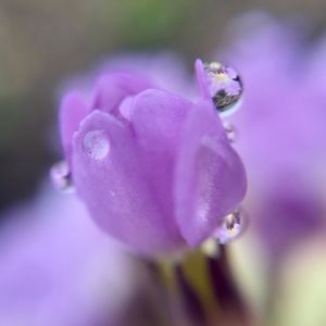 Meet your Posher, Rafaella